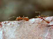 Weaver Ants